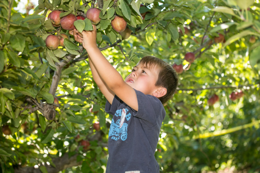 Lyman Orchards - MyConnecticutKids