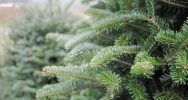 Christmas Tree Trolley